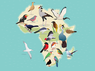 Birds of Africa africa birding birds cape town color design illustration map poster sketch south africa species spotting vector