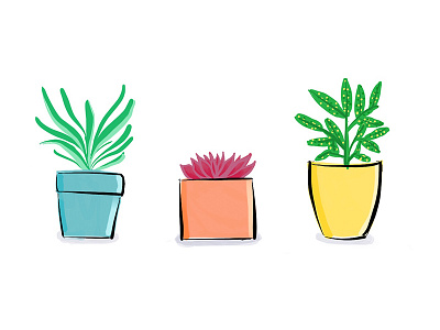 House Plants croton dracaena graphic design house plants illustration procreate succulent visual design