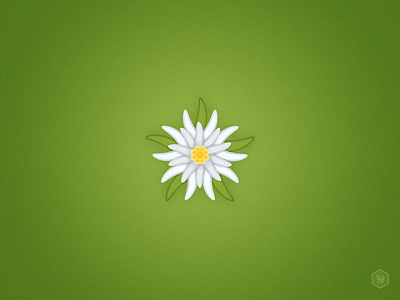 Edelweiss Dribbble