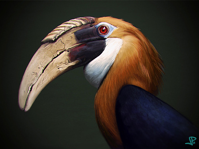 Hornbill study biological illustration hornbill painting photoshop