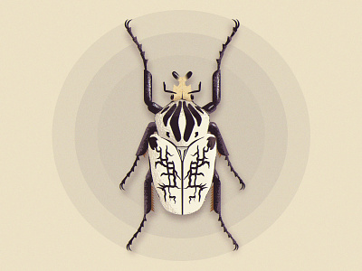 Vector Beetle beetle illustration texture vector