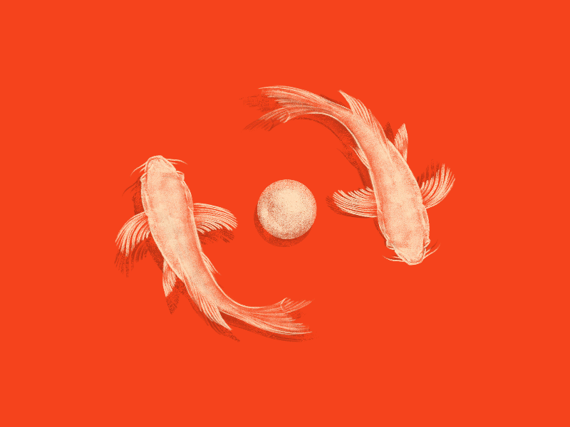 Two Koi adobe animate adobe fresco animated gif fish illustration koi pearl