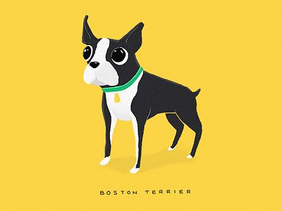 Boston Terrier boston terrier