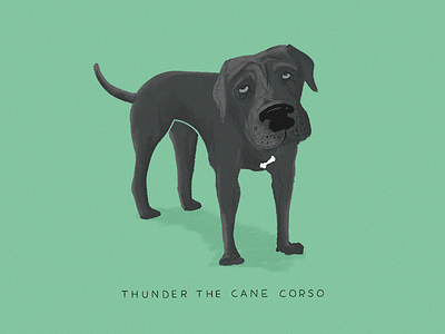 Thunder cane character corso dog drawn illustration procreate