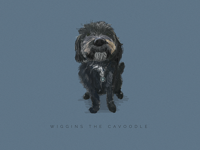 Wiggins cavoodle character dog drawn illustration procreate
