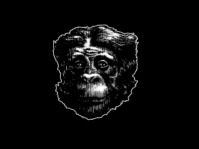 Bonobo animal animal illustration animal logo animals draw engraved illustration vector