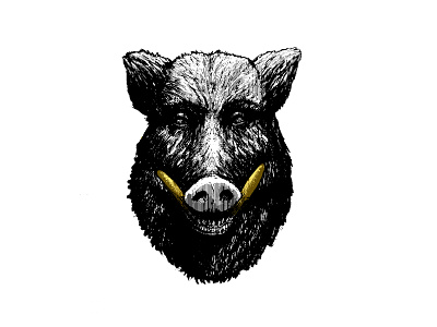 The Wild Pig animal design draw engraved illustration pig wild animal wild pig