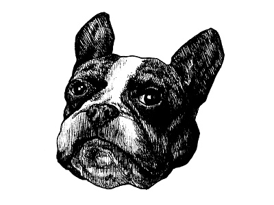 Bulldog animal black bulldog dibujo dog doggy dogs draw drawing engraved illustration pet