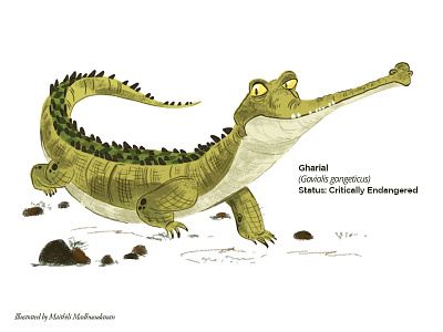 Crocodile gharial 40 Interesting