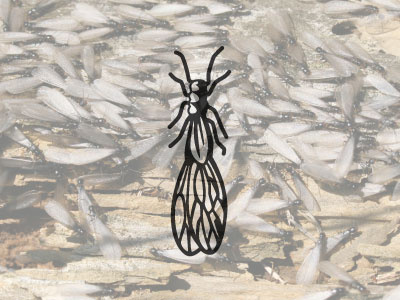 Termite Icon icon logo