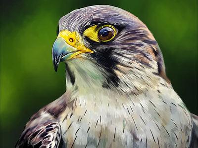 Peregrine Falcon Digital Illustration