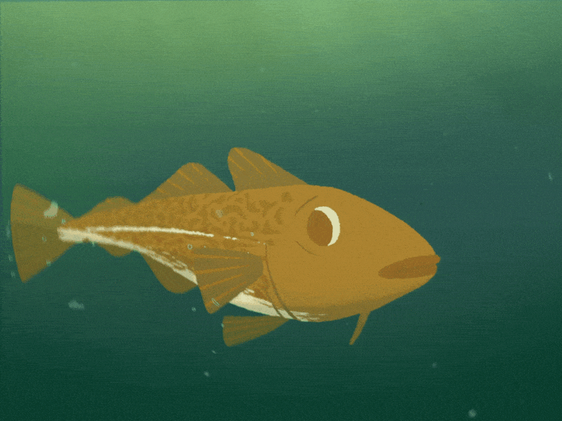 Swimming cod Breakdown animation cel celanimation character fish illustration