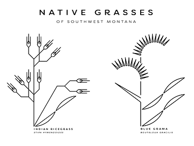 Native Grasses