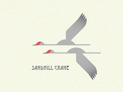 Native Bird Series - Sandhill Cranes bird crane flying sandhill crane sandhills wings