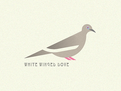 White Winged Dove bird birds dove doves south texas wing