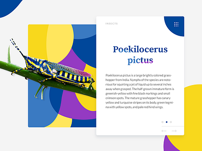 Insects animals card colour colourful grasshopper insects interface ui ux