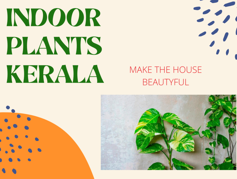 INDOOR PLANTS KERALA by prince jacob on Dribbble