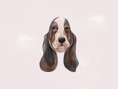 basset hound