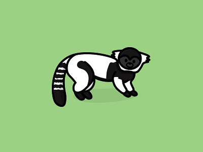 Black And White Ruffed Lemur