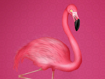 Thanks Stan! 1st shot dribble flamingo illustration photoshop thanks