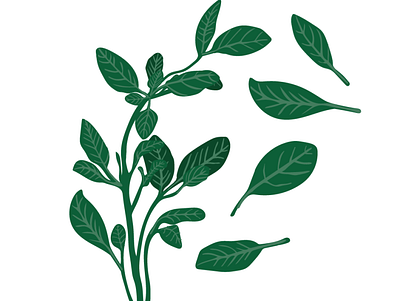 Basil Leaves adobe illustrator design digital art digital illustration food graphic design herbs illustration magazine wacom