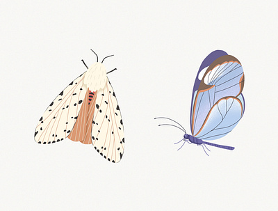 Beautiful moths butterfly digital art illustration illustrations moth moth illustration