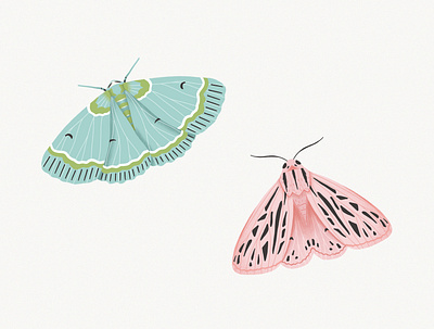 Fluffy moths butterfly digital art illustration illustrations moth procreate