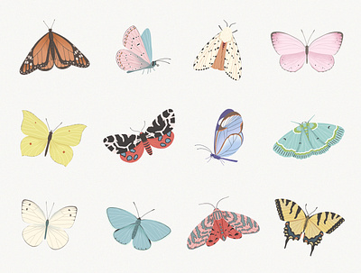 Butterflies & Moths Collection butterfly illustration illustrations moth procreate