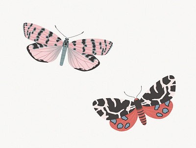 Spotted Moths butterfly illustration illustrations moth procreate