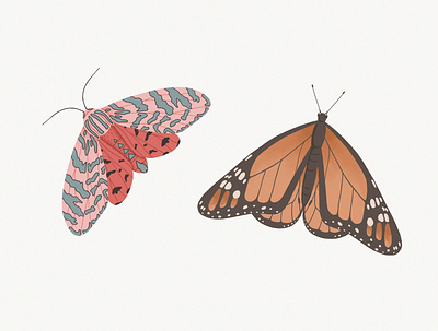 Bright Butterfly & Moth butterfly illustration illustrations moth procreate