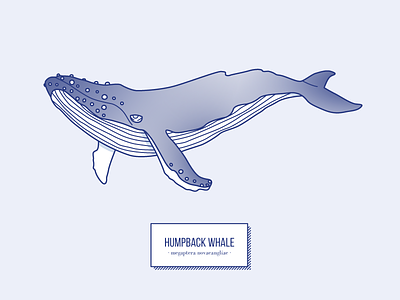 Humpback Whale fin fish humpback mammal ocean swim whale