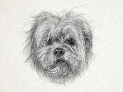 Hot Mess adobe fresco crazy digital dogs drawing hair hairstyle messy puppy