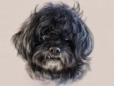 Portrait of Cooper adobefresco dog drawing hair pet portrait tooth