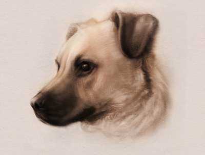 Portrait of Drogo dog pets portrait procreate