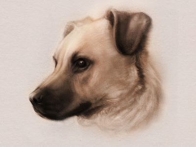 Portrait of Drogo dog pets portrait procreate