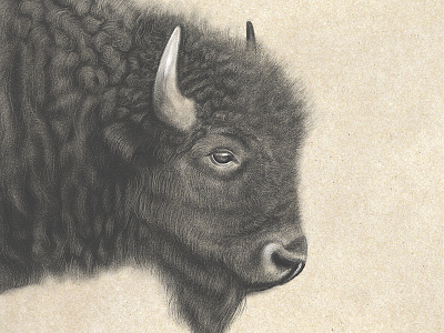 Bison Sketch adobe sketch bison drawing sketch