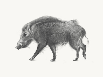 Boar adobesketch boar digital drawing razorback sketch