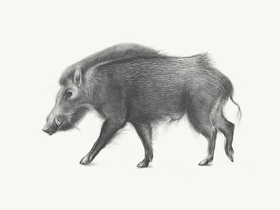 Boar