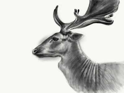 Fallow Deer animal animals antlers deer nature procreate wildlife