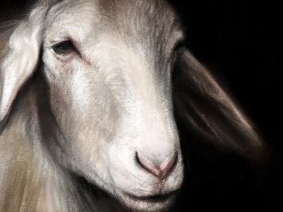 Sheep Portrait digital painting ears eye lamb nose pink procreate sheep wool