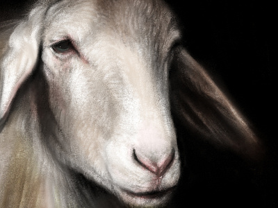 Sheep Portrait