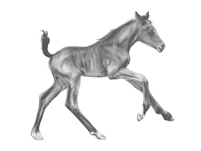 Foal Drawing adobesketch animal art drawing foal horse illustration