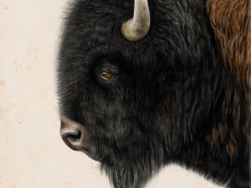 Bison buffalo apple pencil animals bison ipad fresco adobe fresco