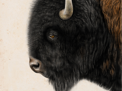 Bison adobe fresco animals bison buffalo apple pencil fresco ipad