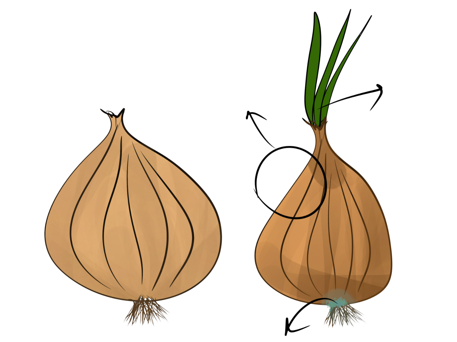 How to Draw a Simple Onion? | Step by Step Simple Onion Drawing for Kids