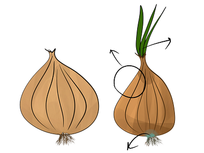 Onions Illustration brown onion cooking food illustration onion yellow onion