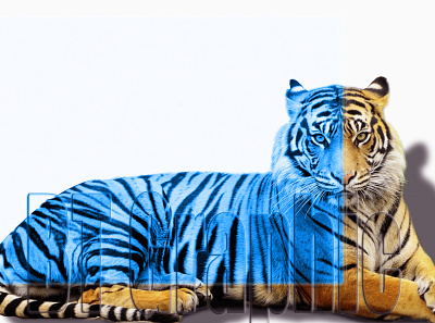 Tiger branding design graphic design motion graphics photoshop tiger