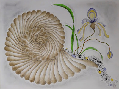 Gratiana Muschel muschel shell spiral