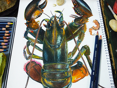 Lobster in watercolor illustration lobster watercolor