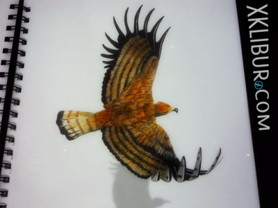 Eagle eagle pencil drawing water color water colors water colour watercolor